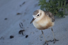 Charadrius obscurus aquilonius