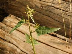 Atriplex micrantha