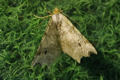 Macaria alternata