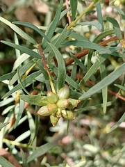 Pimelea microcephala