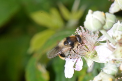 Cheilosia illustrata
