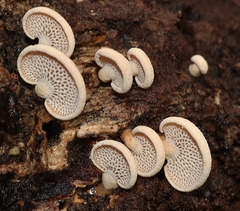 Panellus pusillus
