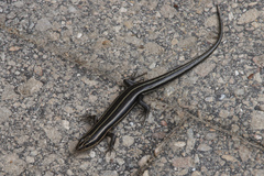 Plestiodon fasciatus