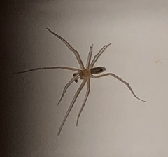 Cithaeron praedonius