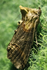 Abrostola triplasia