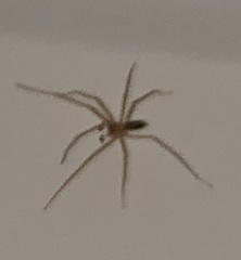 Cithaeron praedonius