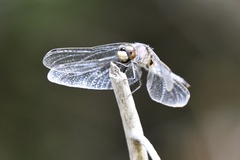 Leucorrhinia