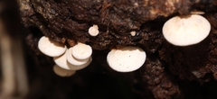 Panellus pusillus