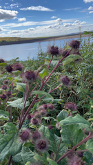 Arctium tomentosum