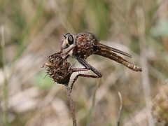 Proctacanthus philadelphicus