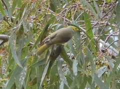 Ptilotula penicillata