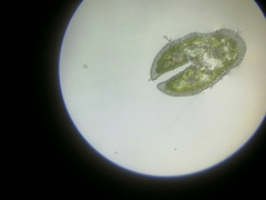Festuca