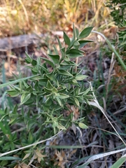 Ruscus aculeatus