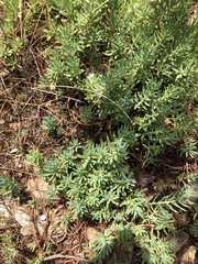 Petrosedum sediforme