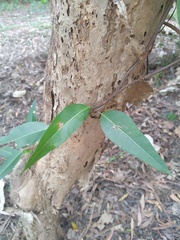 Parsonsia