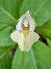 Impatiens parviflora