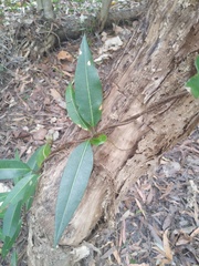 Parsonsia