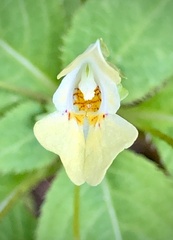 Impatiens parviflora