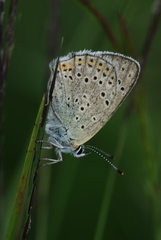Lycaena