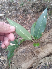 Parsonsia