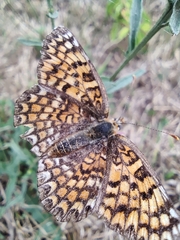 Melitaea phoebe