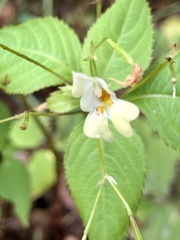 Impatiens parviflora