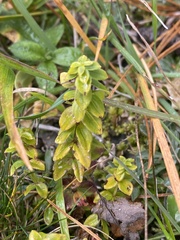 Cruciata glabra