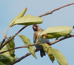 Carduelis carduelis