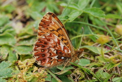Boloria titania