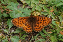 Boloria