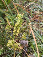 Cruciata glabra