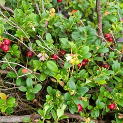 Vaccinium vitis-idaea