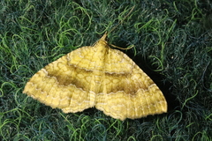 Camptogramma bilineata