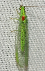 Pseudomallada subcubitalis