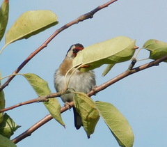 Carduelis carduelis