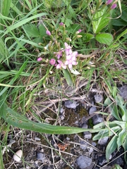 Centaurium erythraea