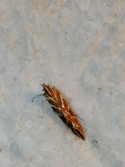 Pyroderces argyrogrammos