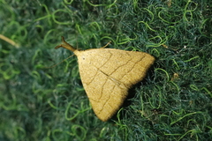 Polypogon tentacularia