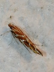 Pyroderces argyrogrammos