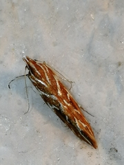 Pyroderces argyrogrammos