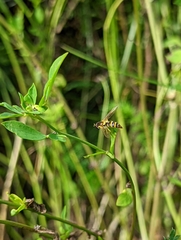 Sphaerophoria scripta