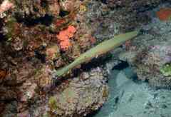 Aulostomus strigosus