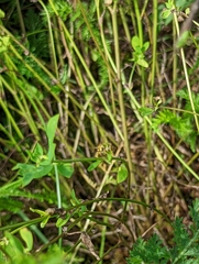 Sphaerophoria scripta