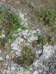 Artemisia campestris