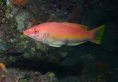 Bodianus scrofa