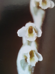Spiranthes spiralis