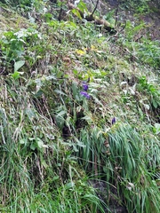 Gentiana asclepiadea