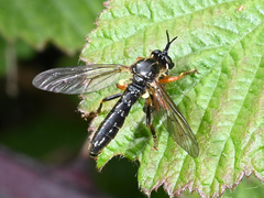 Dioctria rufipes