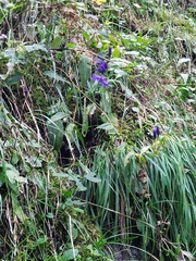 Gentiana asclepiadea