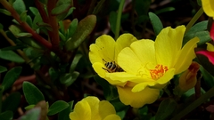 Eristalinus megacephalus